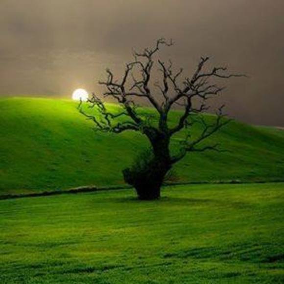 Meet your Posher, Sheila - Picture 1 of 1